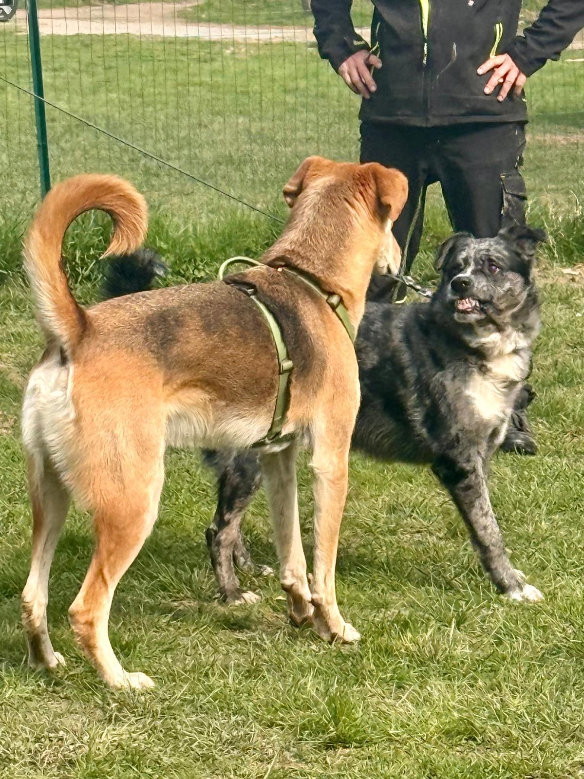 Due cani comunicano durante un’attività guidata