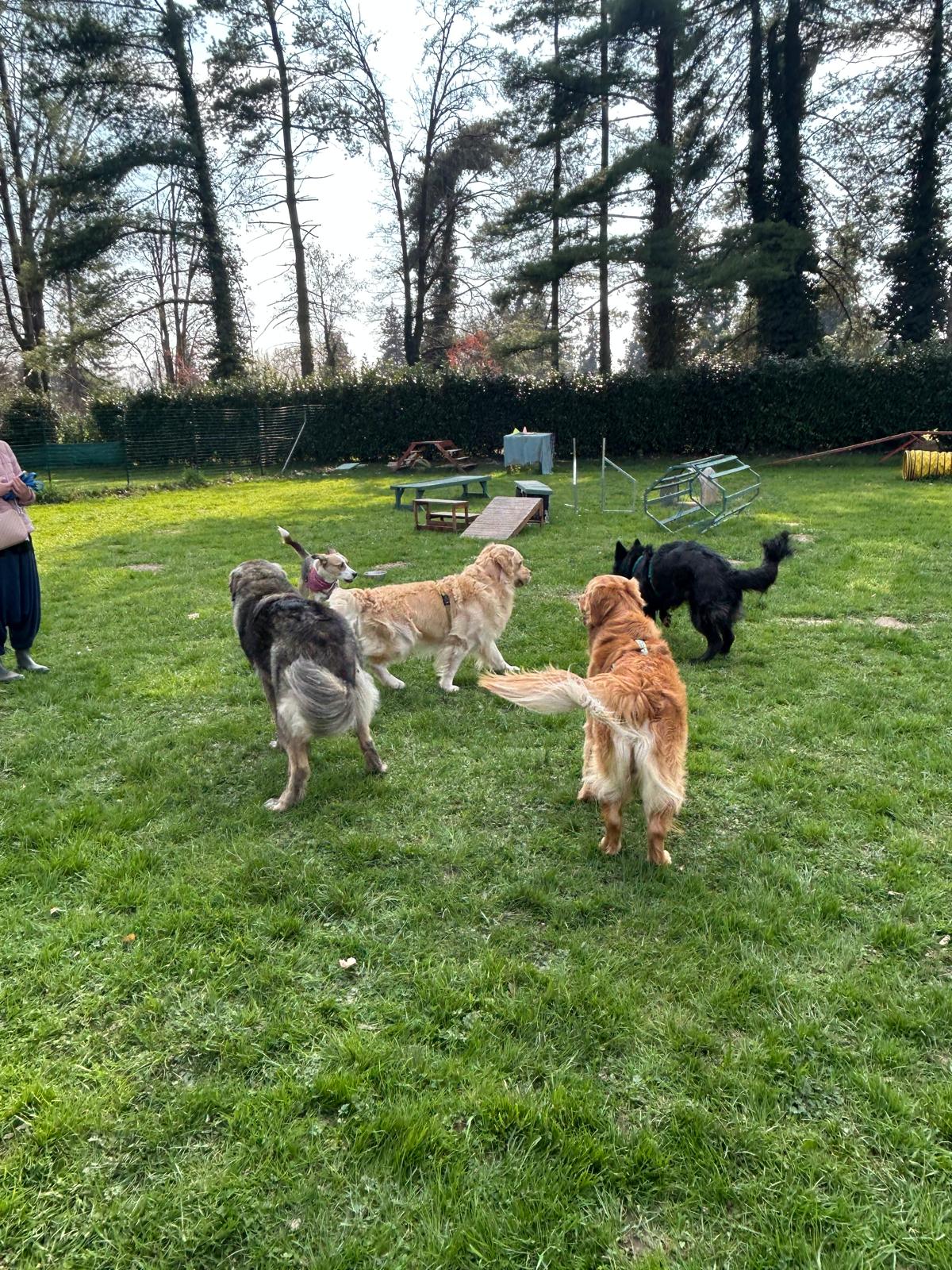 Attività del Master Social Dog