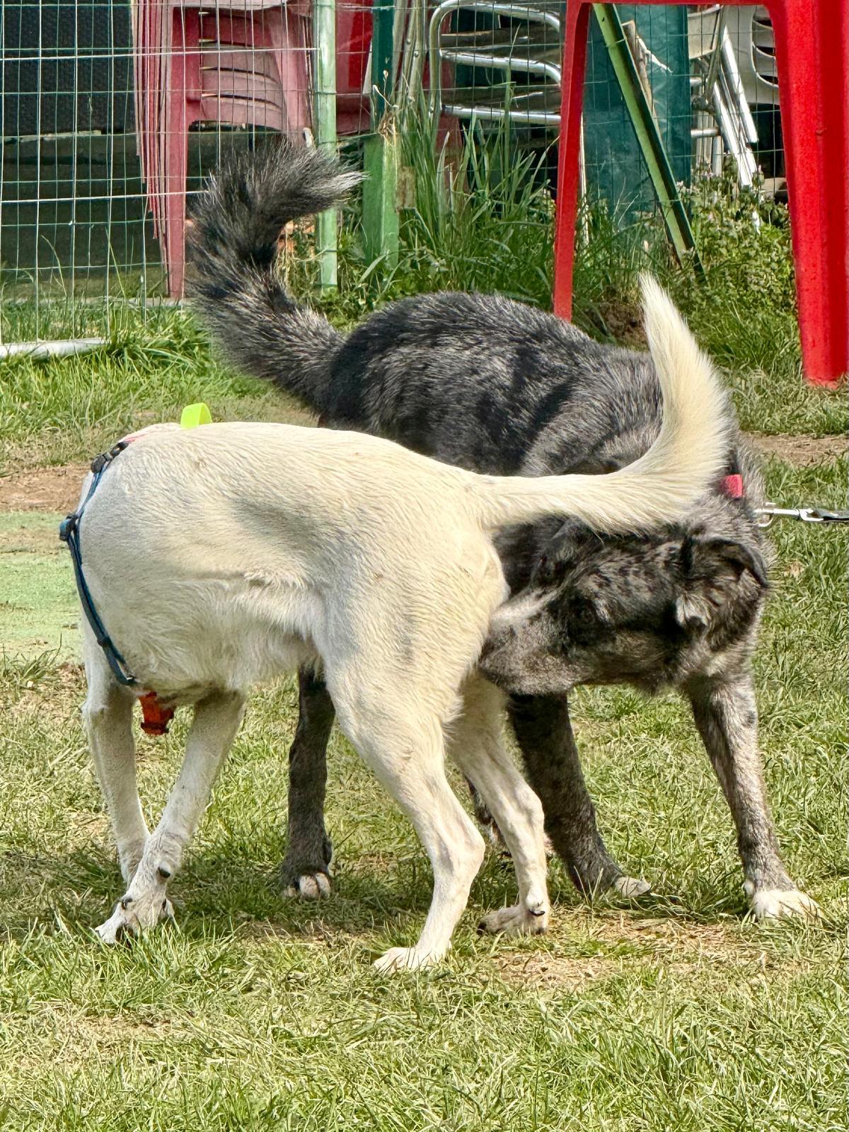 Attività del Master Social Dog