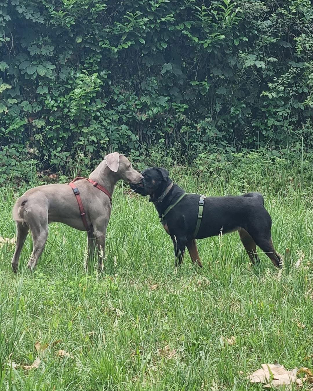 Due cani si salutano nell’erba mantenendo il proprio spazio