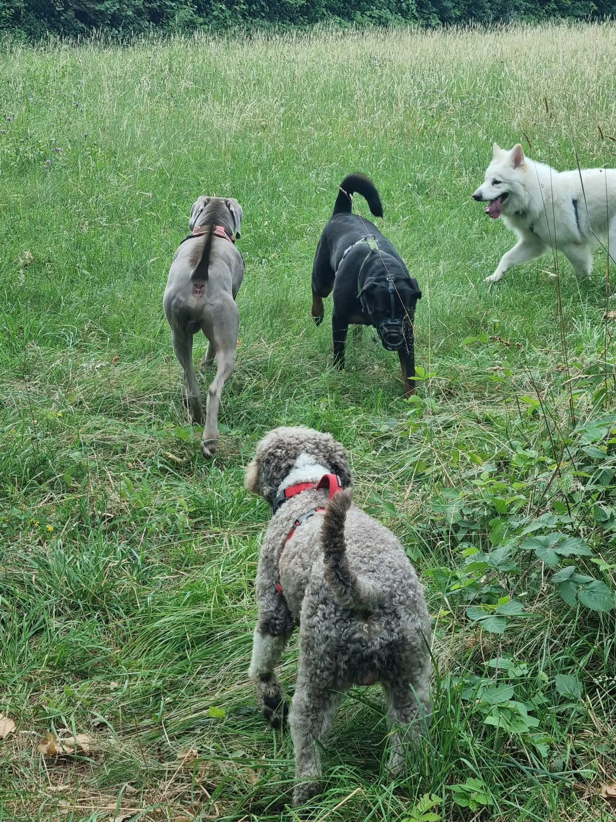 Attività del Master Social Dog