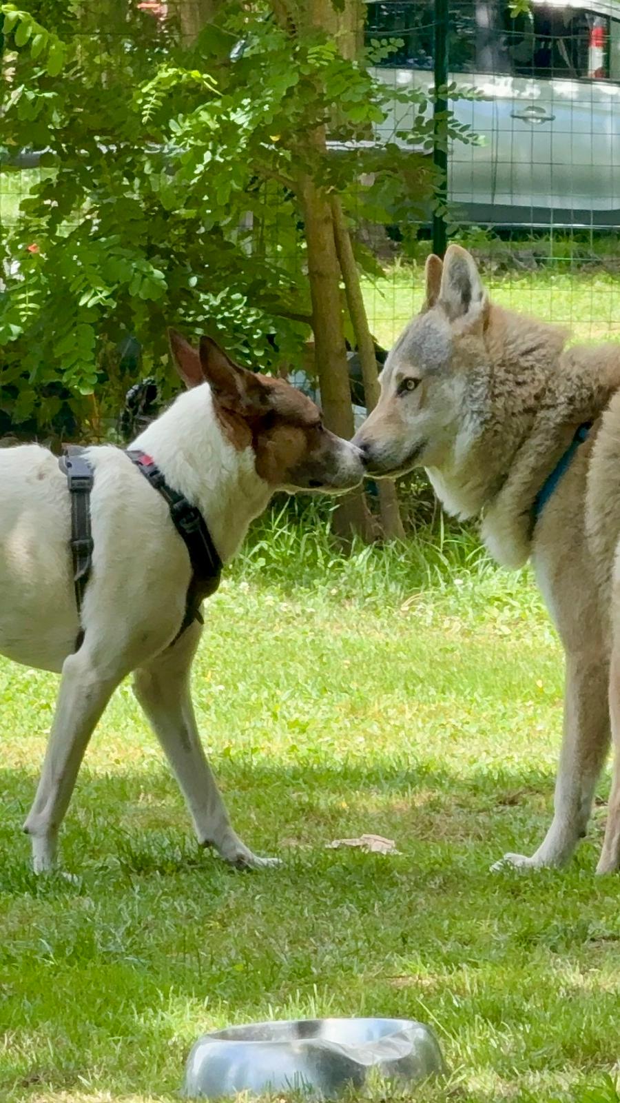 Due cani si incontrano e si osservano